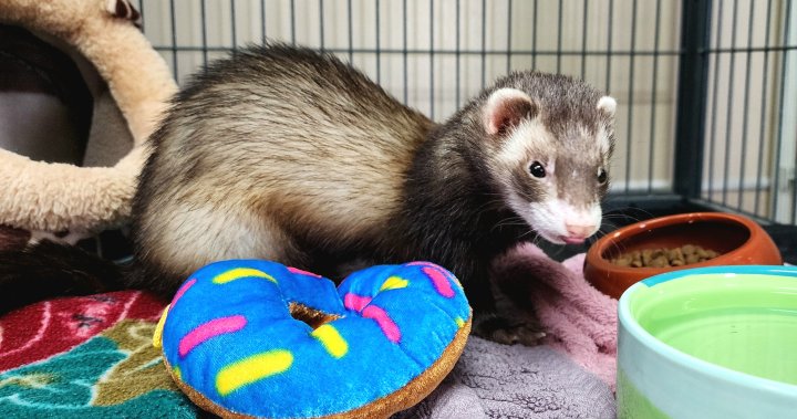 Edmonton Humane Society EHS стартира ново събитие за осиновяване за