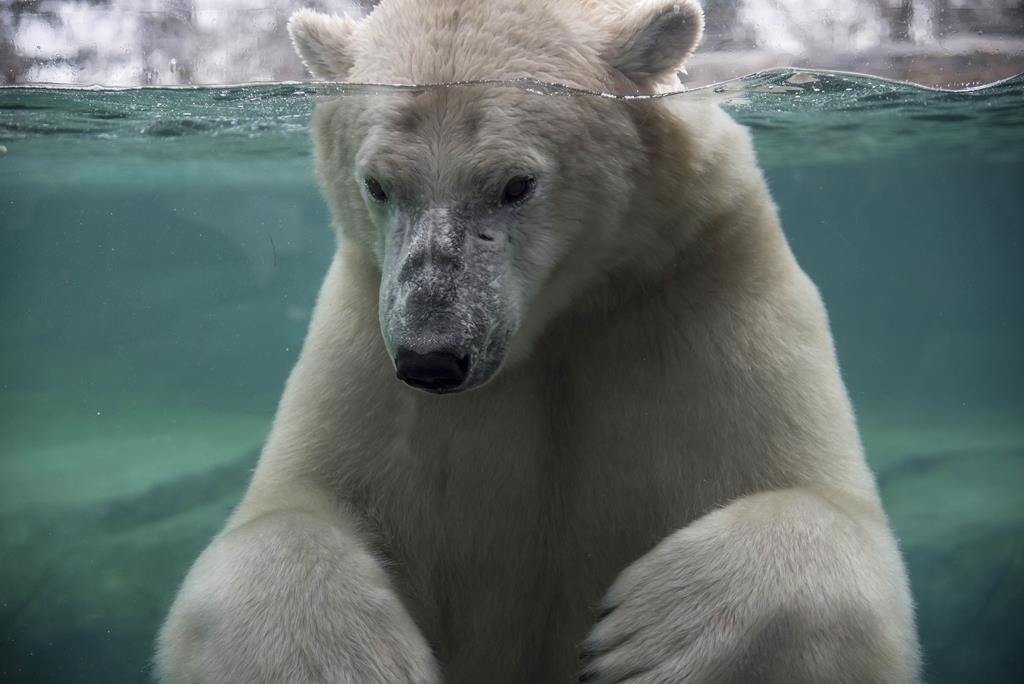 Necropsy results set to be announced Tuesday for Calgary zoo’s polar bear