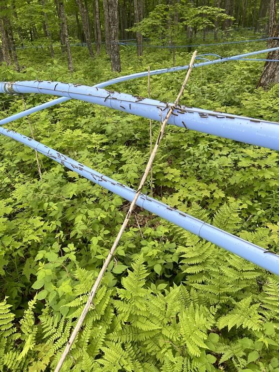 Производството на кленов сироп в Ню Брунсуик обмисля използването на