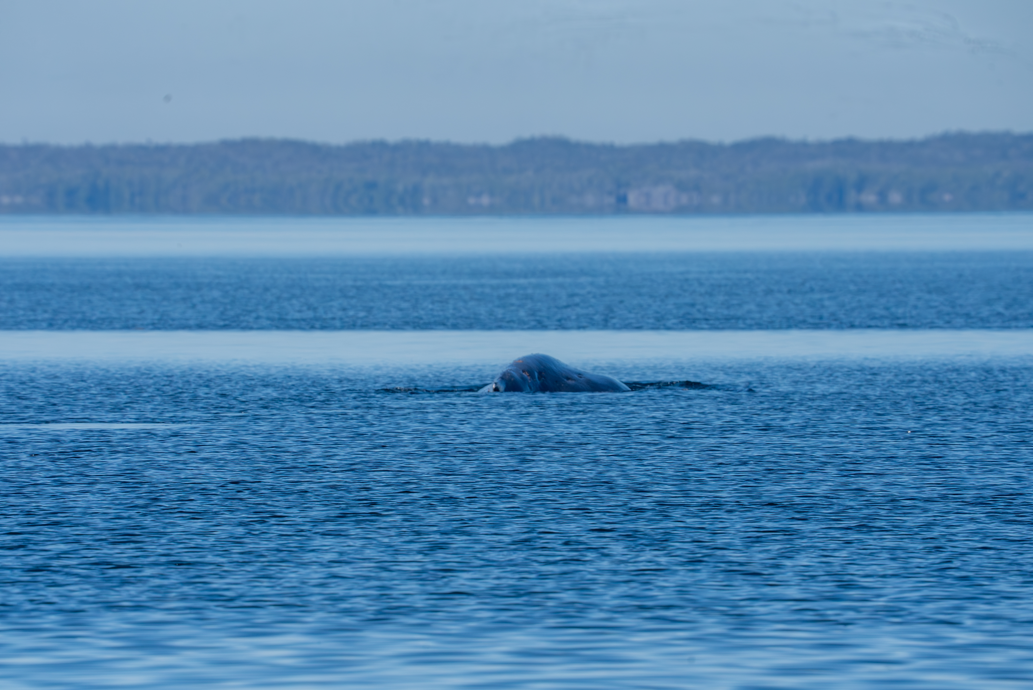 Предупреждение Тази история съдържа изображения които може да са обезпокоителни
