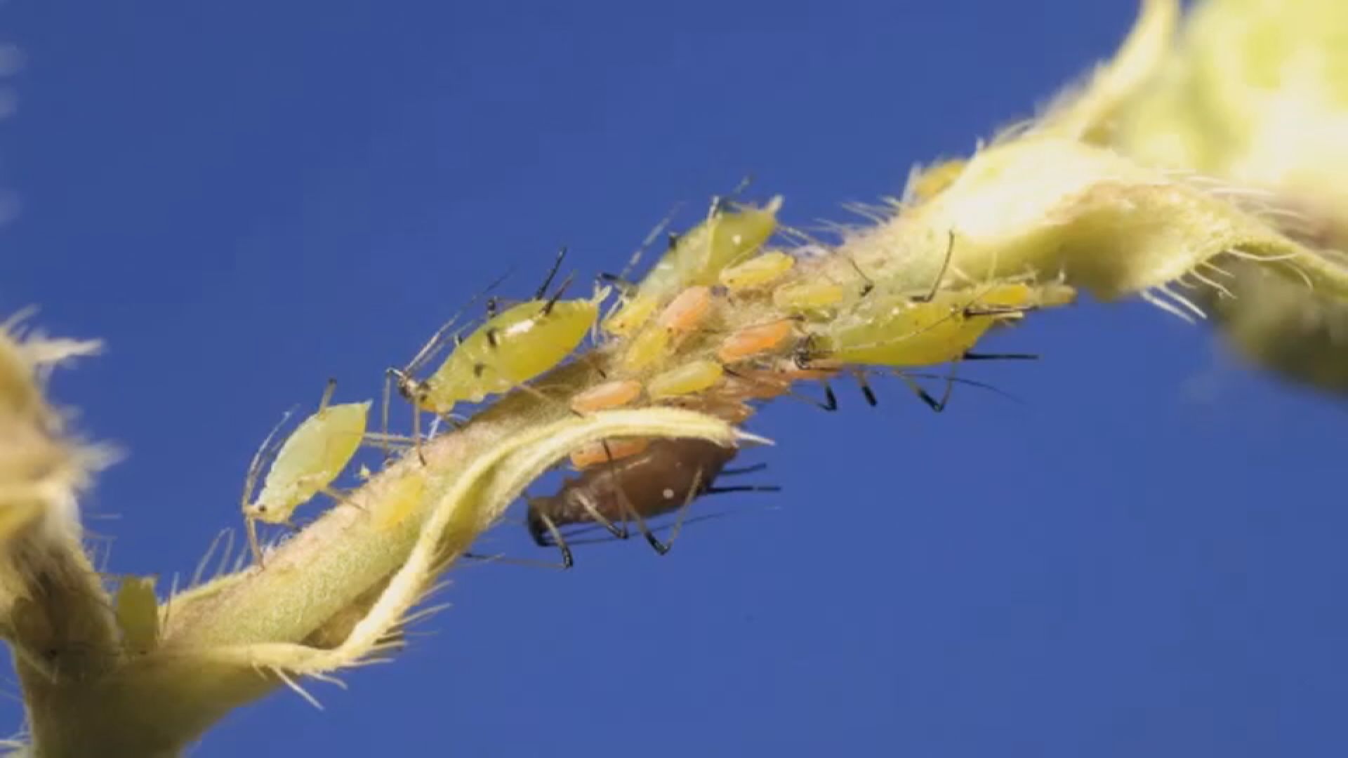 Листните въшки създават бъркотия в много дворове в Калгари тази