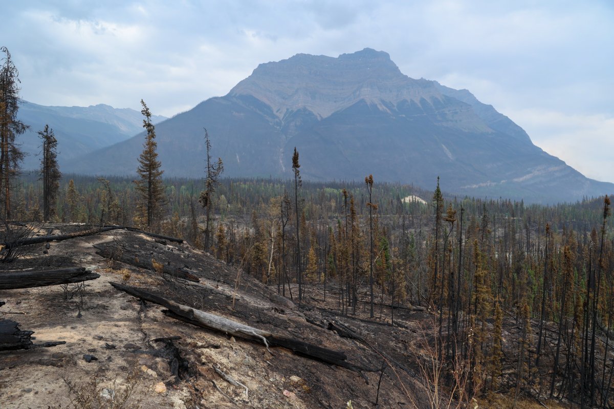 A photo of mountains in Alberta taken from the Athabasca Falls area in Jasper National Park on July 29, 2024.