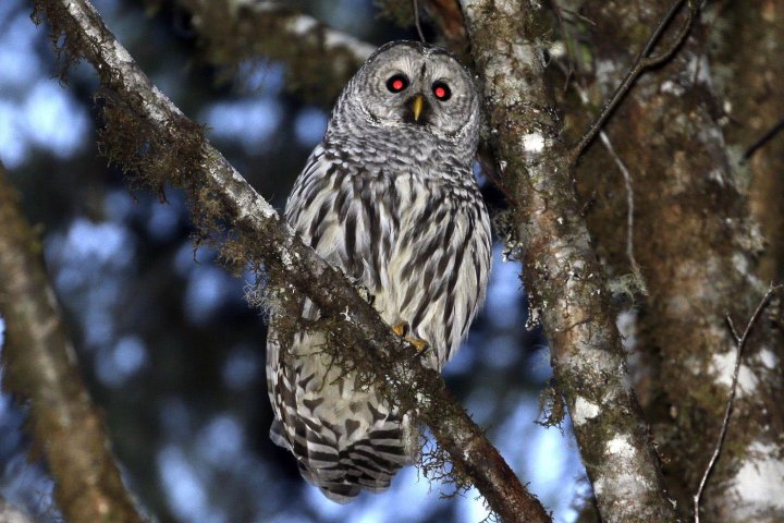 To save West Coast spotted owls, U.S. planning to kill 450K invasive barred owls