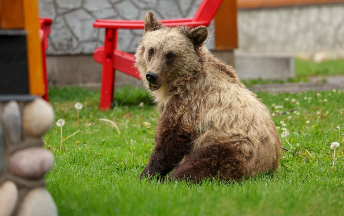 A photo of a bear cub in Jasper National Park after wildfire caused devastation in the area in July 2024.