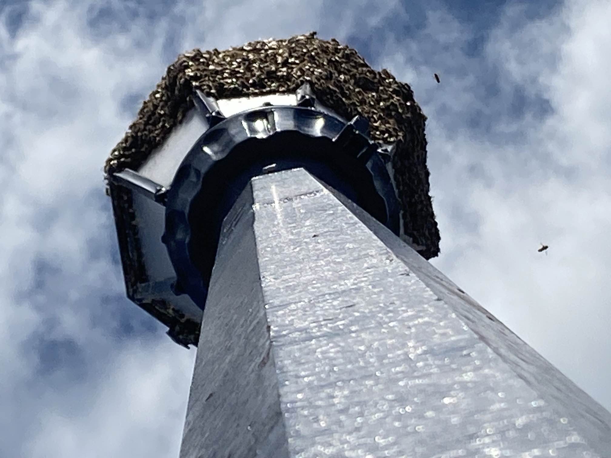 Sage Creek residents buzzing after new bee neighbours set up on cul-de-sac lamppost