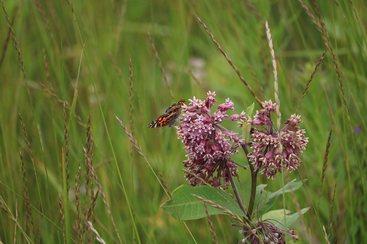 Butterly on a flower Providence Bay beach on July 8, 2024