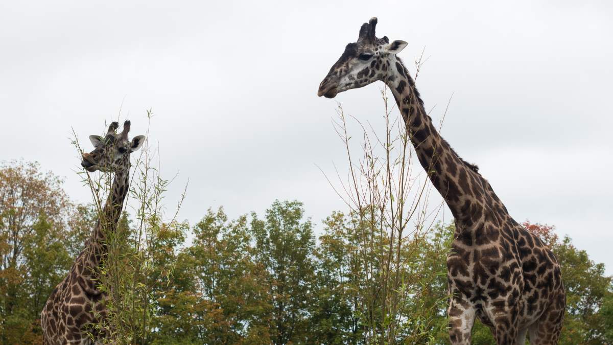 Toronto Zoo sees drop in 2026 visitors due to wildfire smoke, extreme heat