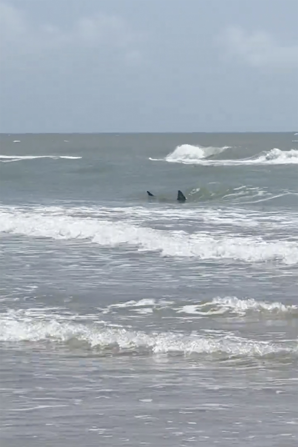 This image provided by Katie McMillan shows sharks near the shore on South Padre Island, Texas on Thursday, July 4, 2024.