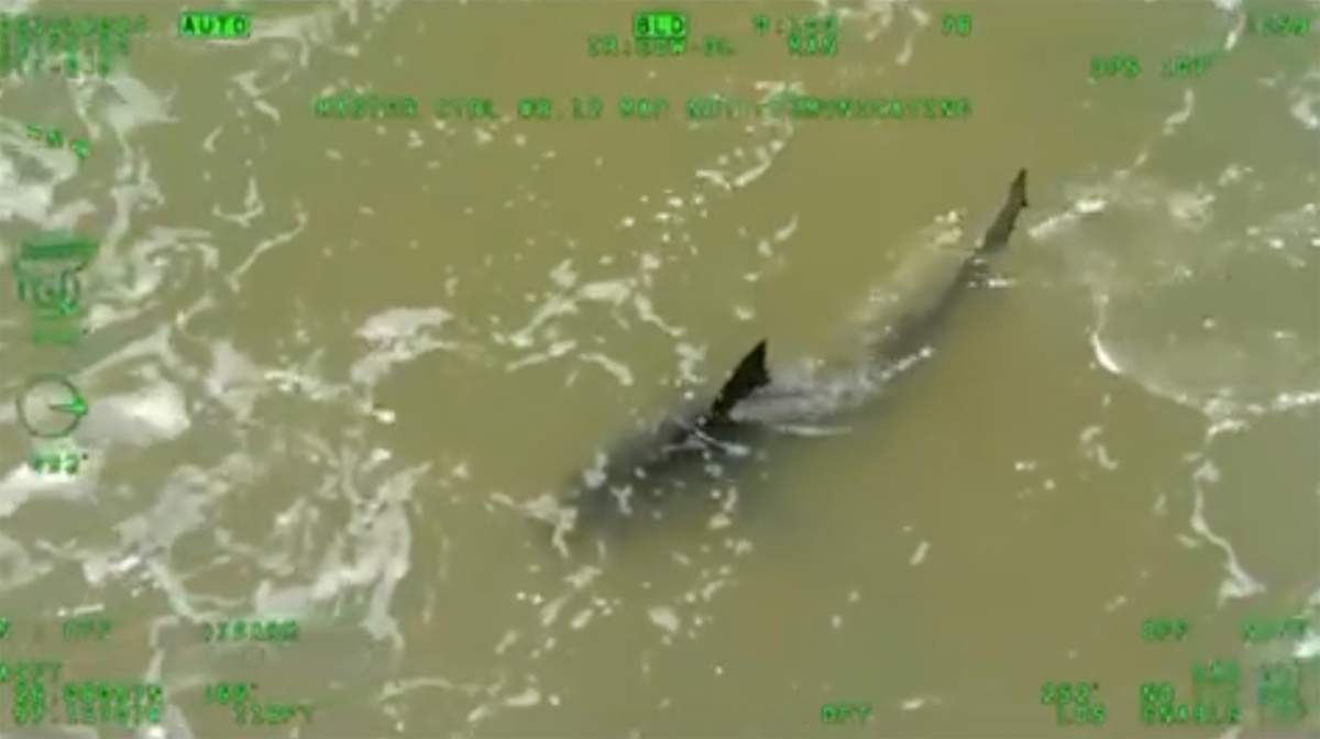 This image provided by Texas Department of Public Safety shows a shark close to the share in South Padre Island, Texas on Thursday, July 4, 2024.