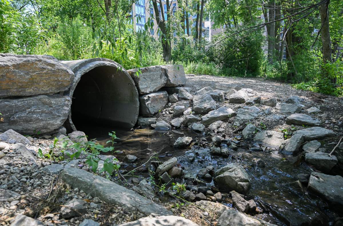 Water trickles from a sewer pipe in Parc de la Rive Boisee in Pierrefonds west of Montreal, Friday, July 5, 2024.