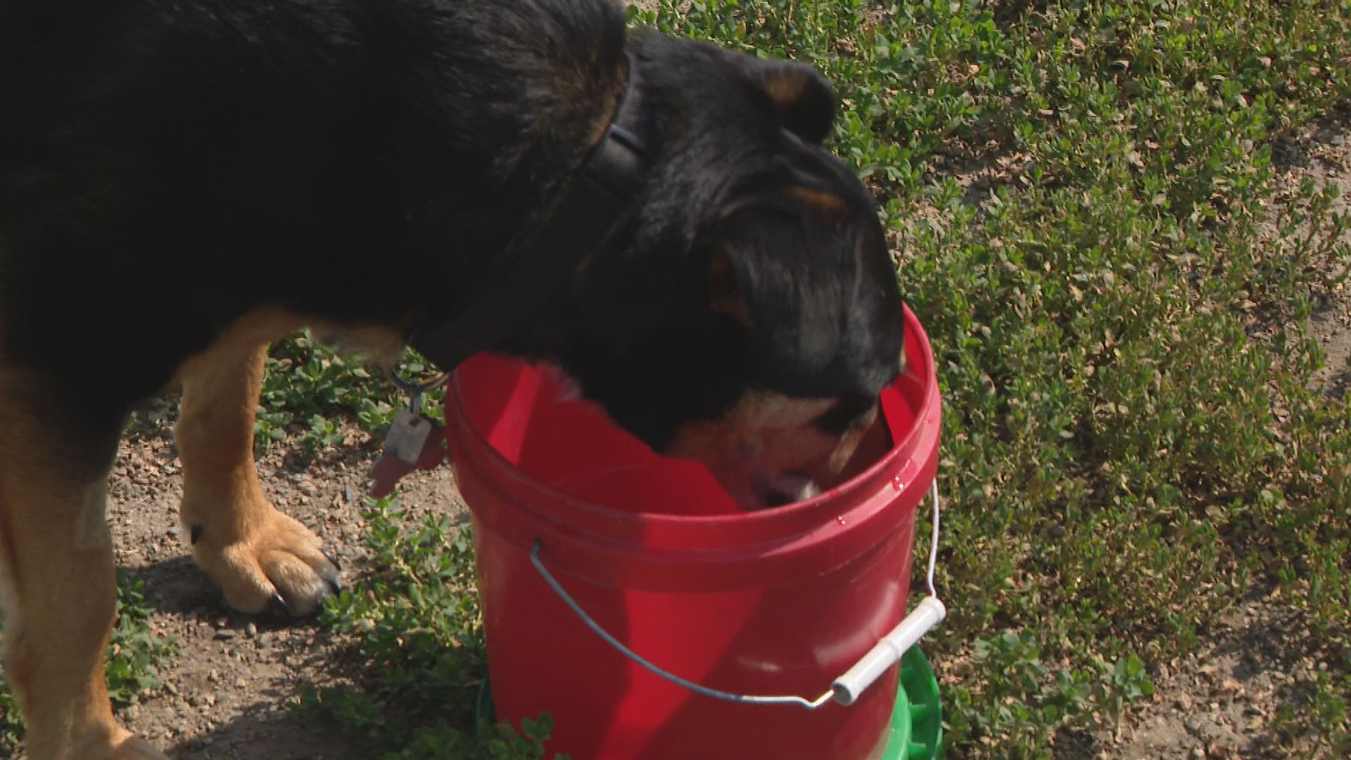 Saskatoon dogs staying active while keeping cool