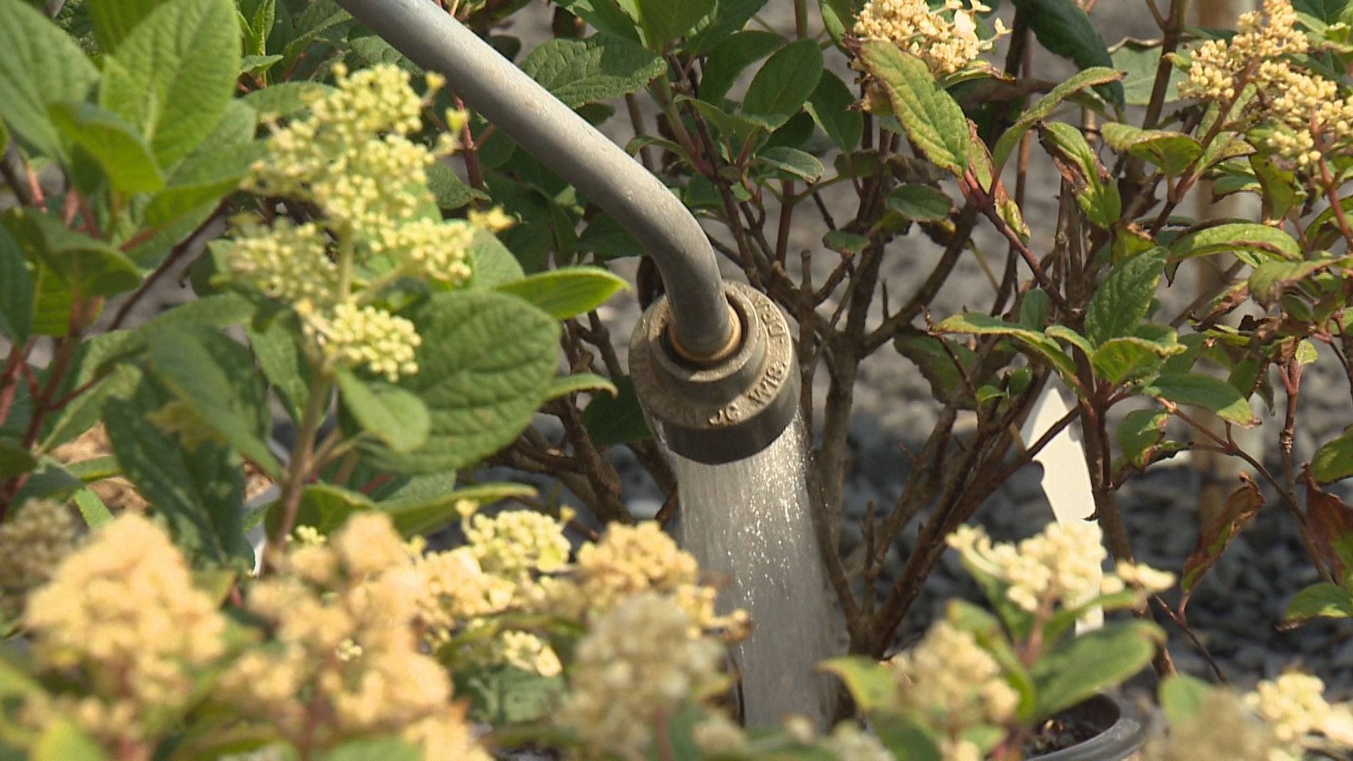 Собственикът на градински център в Калгари казва че градът е