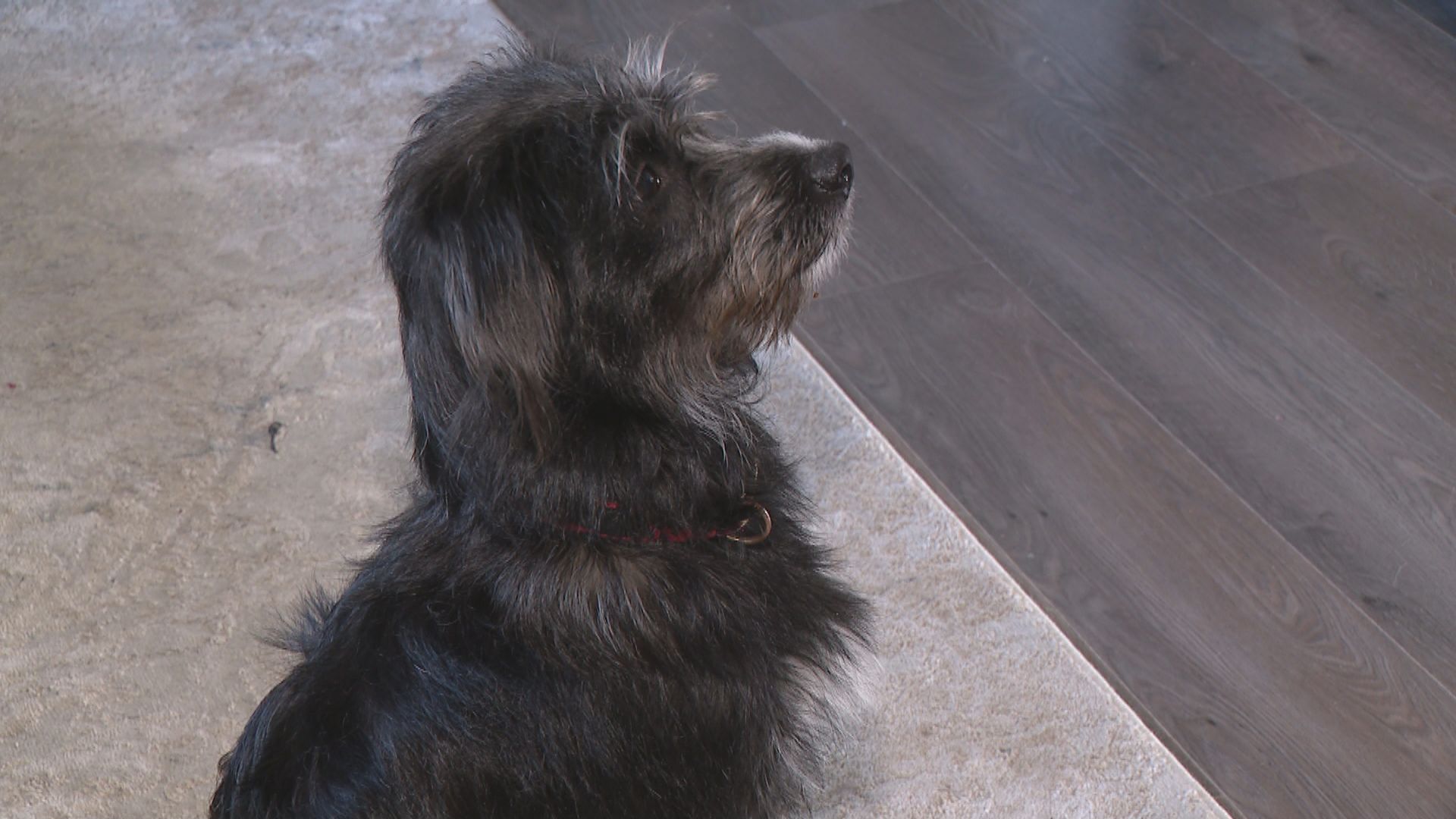 Saskatoon Dog Rescue търси повече места за своите кучета преди