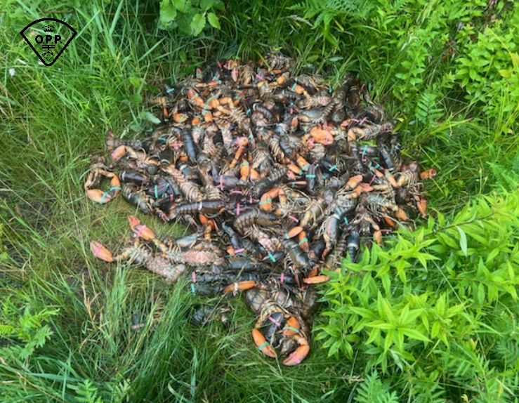 North Bay OPP have received calls on July 2, 2024 reporting a large quantity of lobster disposed of for unknown reason at the shoulder of Highway 17, Bonfield.