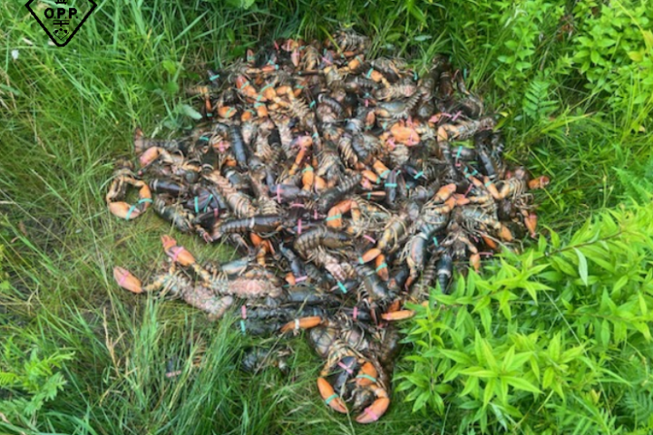 Load of lobsters ditched along northern Ontario highway, police search for answers