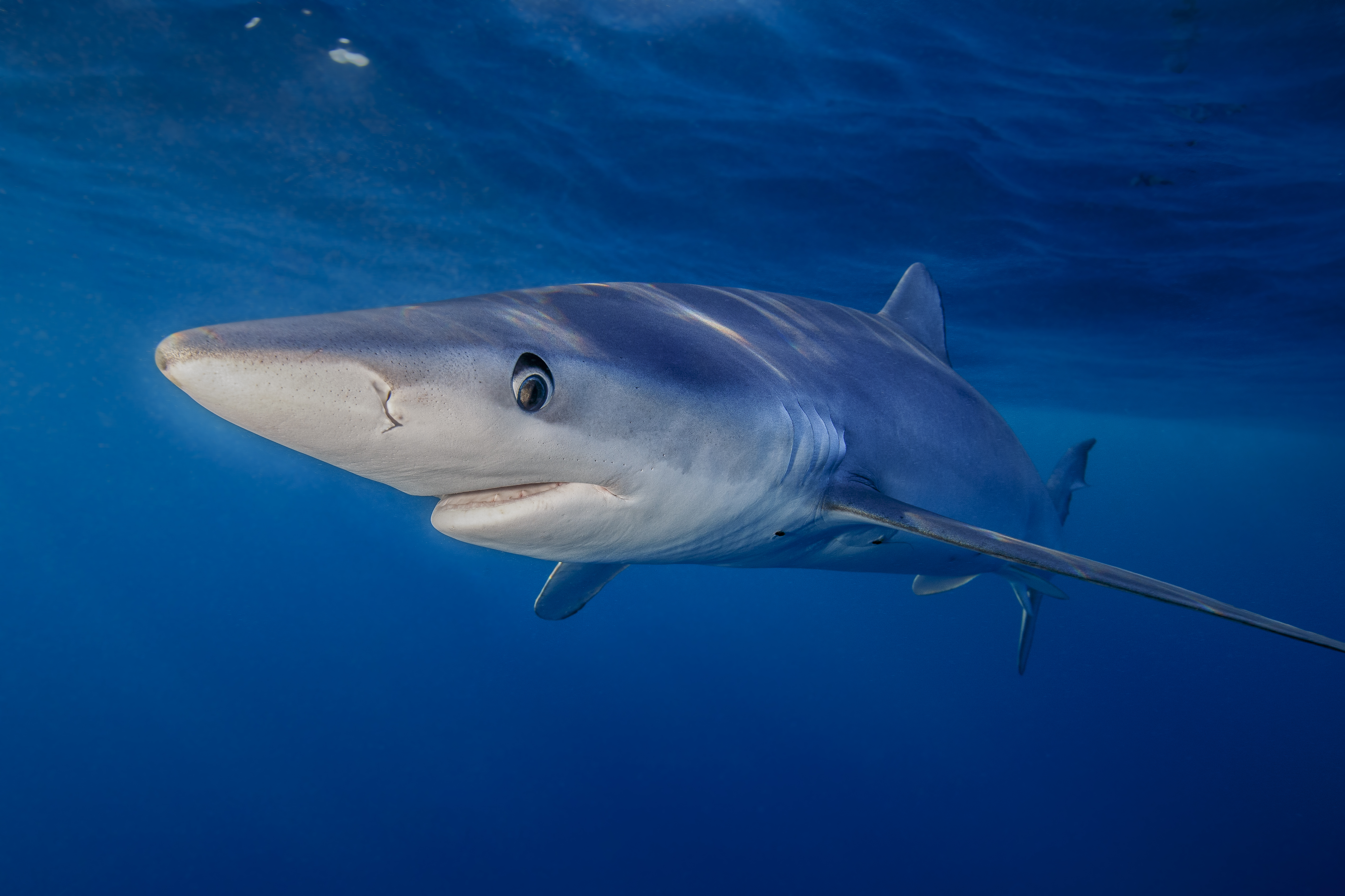 Blue sharks are commonly found off the Atlantic coast, particularly around Nova Scotia and Newfoundland, as they prefer temperate and cool waters.