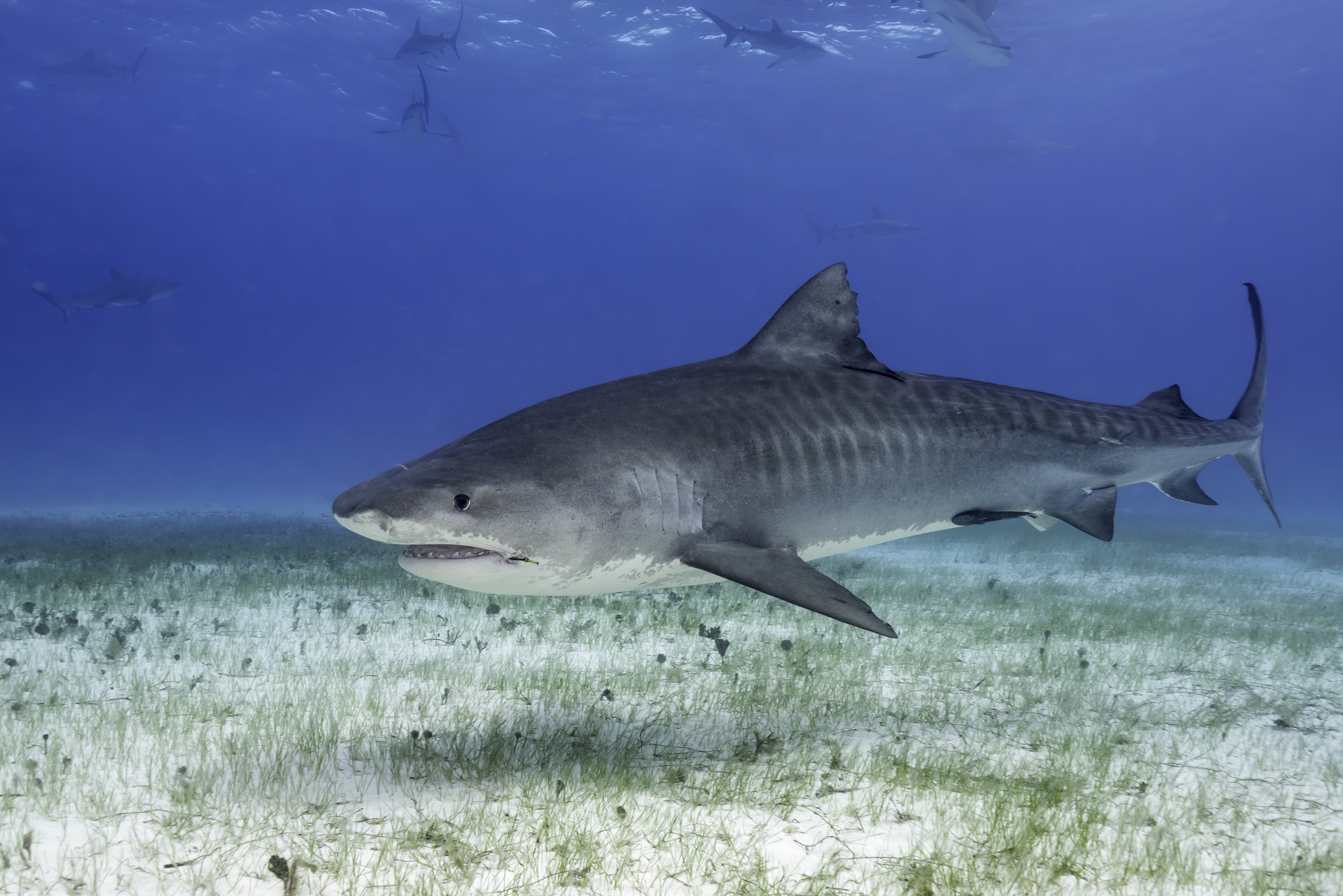 Tiger sharks prefer warm, tropical and subtropical waters, typically in coastal areas, but are starting to migrate more north as the ocean warms.