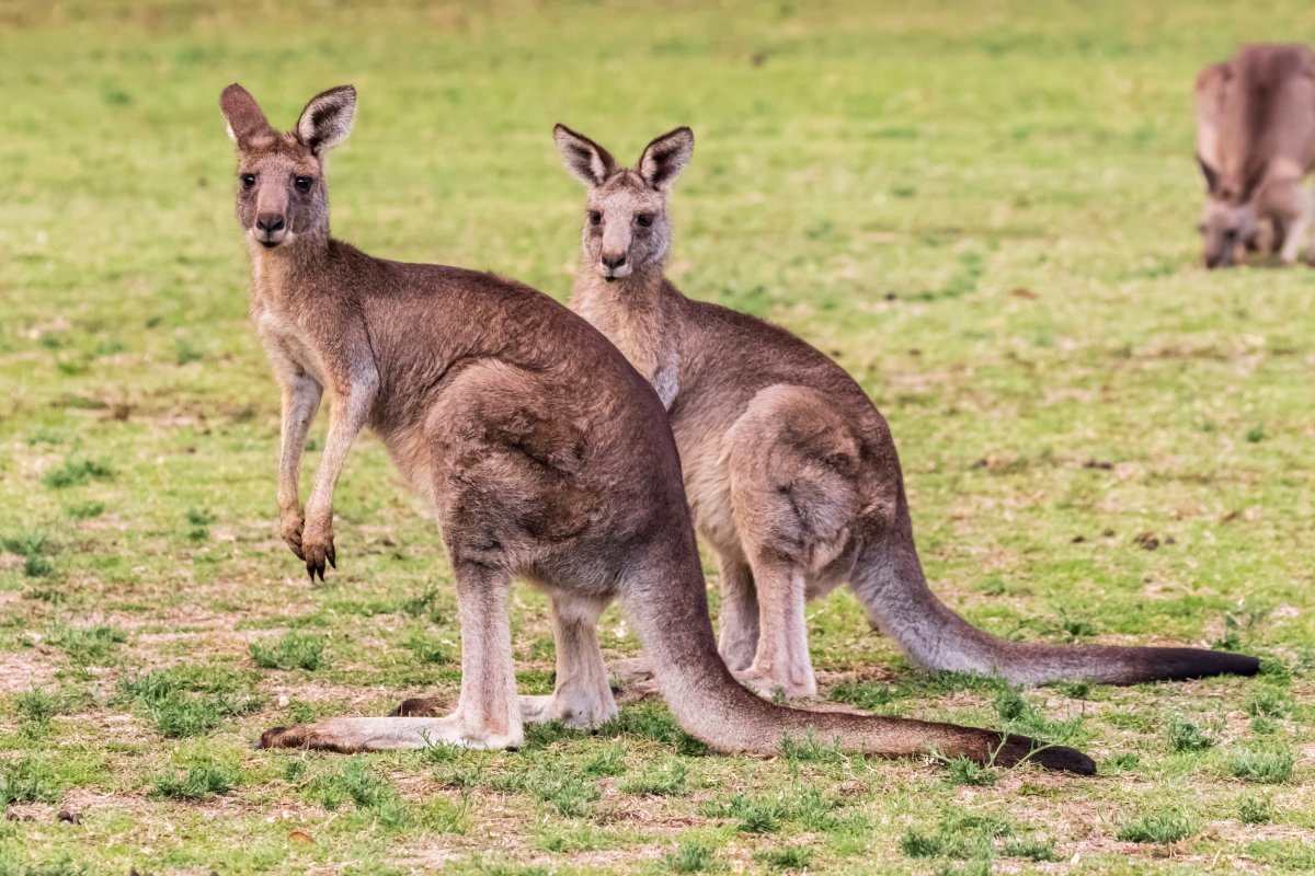 Two grey kangaroos standing in grass.