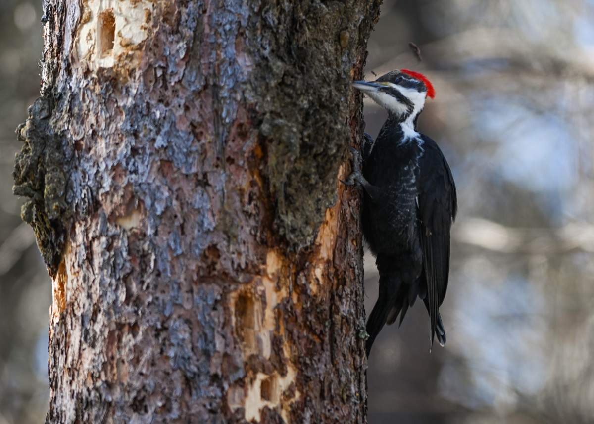 A female Pileated Woodpecker seen in in the woods in the Rutherford area of Edmonton, on February 23, 2024.