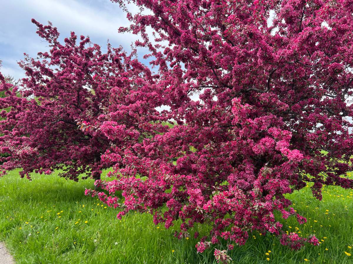 Crabapple trees are flowering during the Spring season in Toronto, Ontario, Canada, on May 11, 2024. (Photo by Creative Touch Imaging Ltd./NurPhoto via Getty Images)