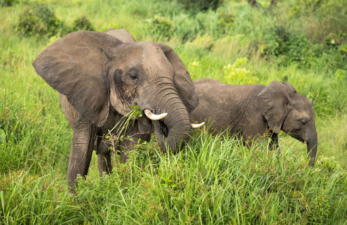 An adult elephant and a calf stand in tall grass.