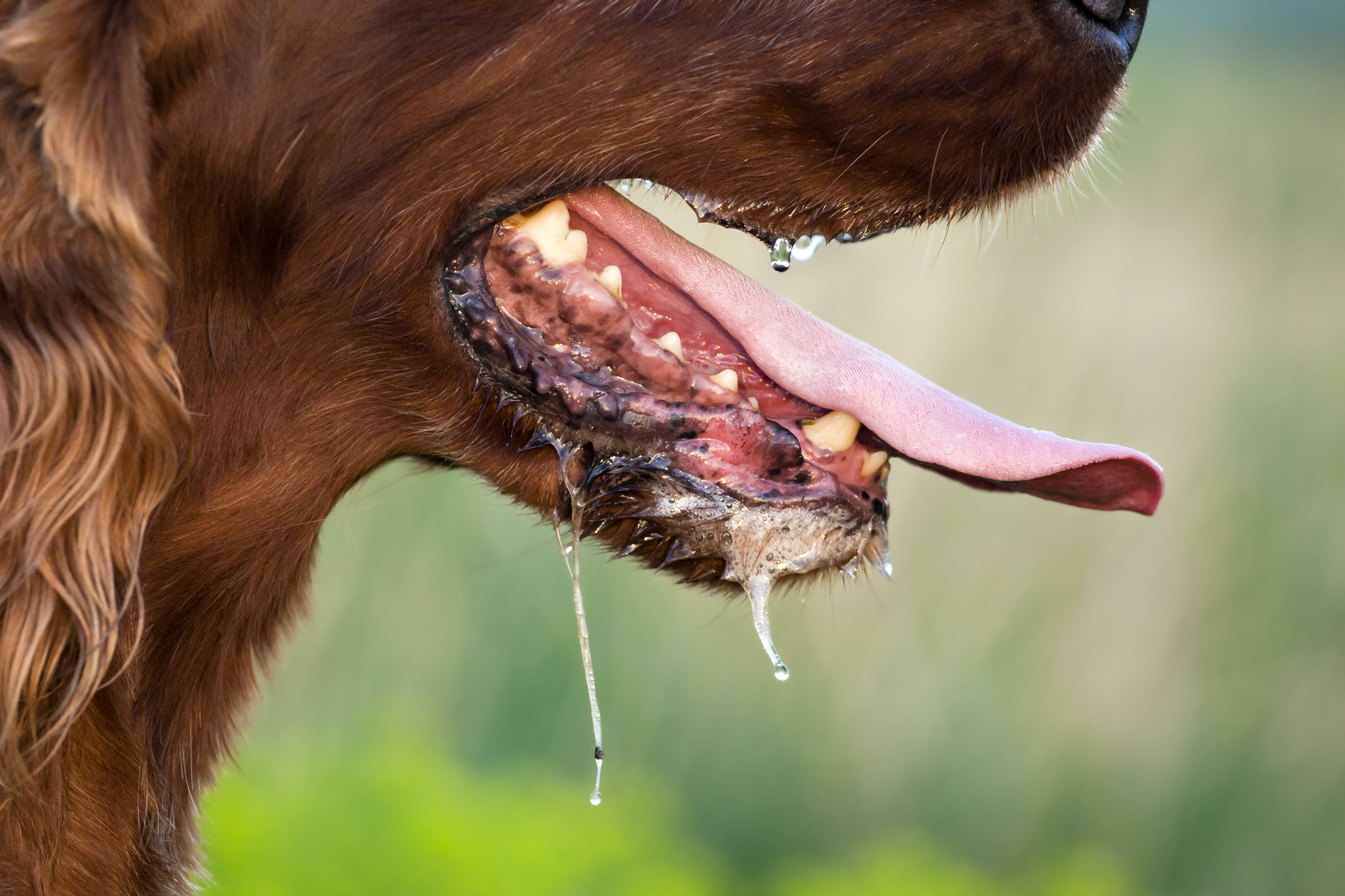 Rabies in Canada: A look at the disease risk amidst new U.S. dog regulation