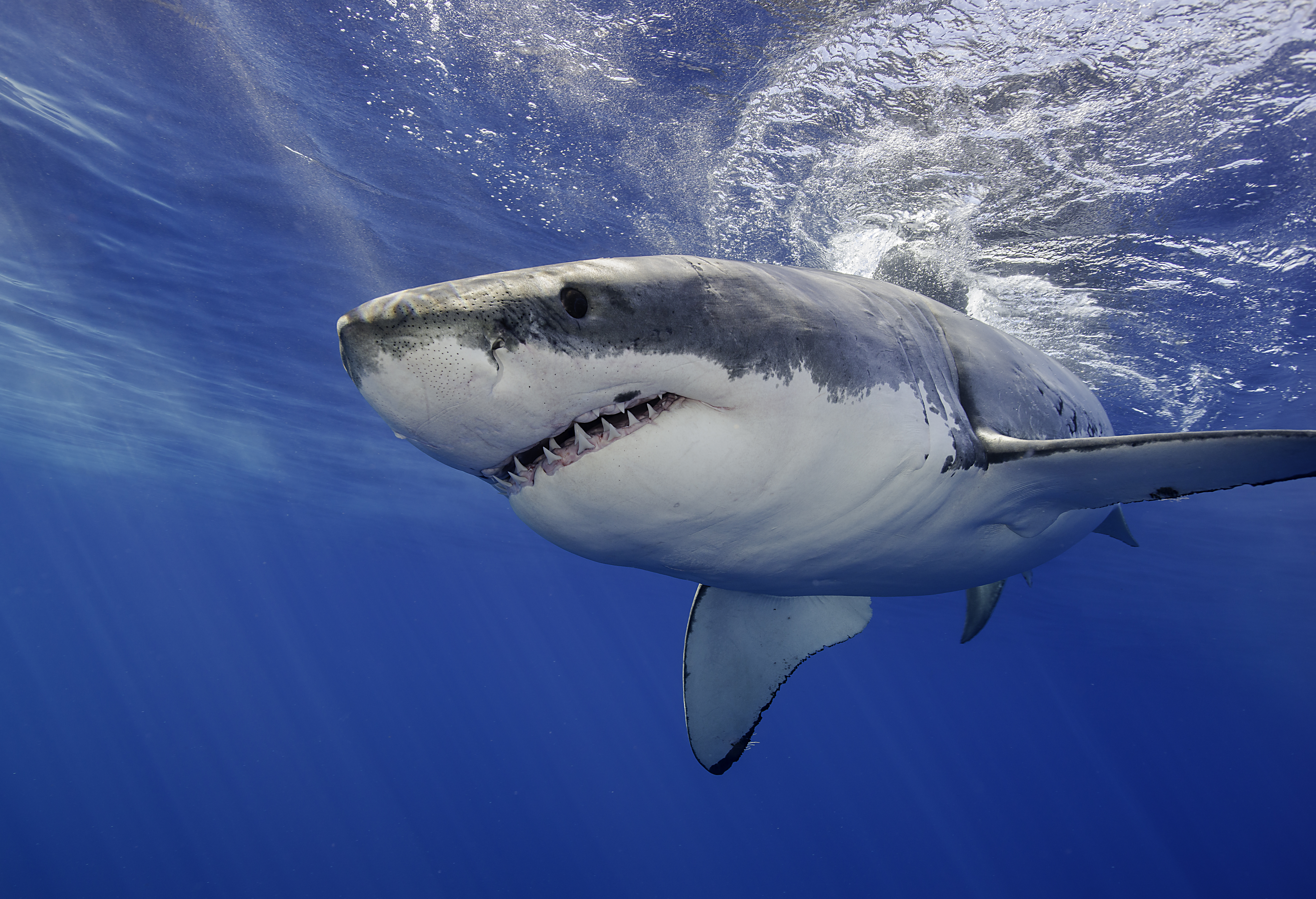 Great white sharks primarily eat fish, marine mammals like seals and sea lions, other sharks and occasionally sea birds.