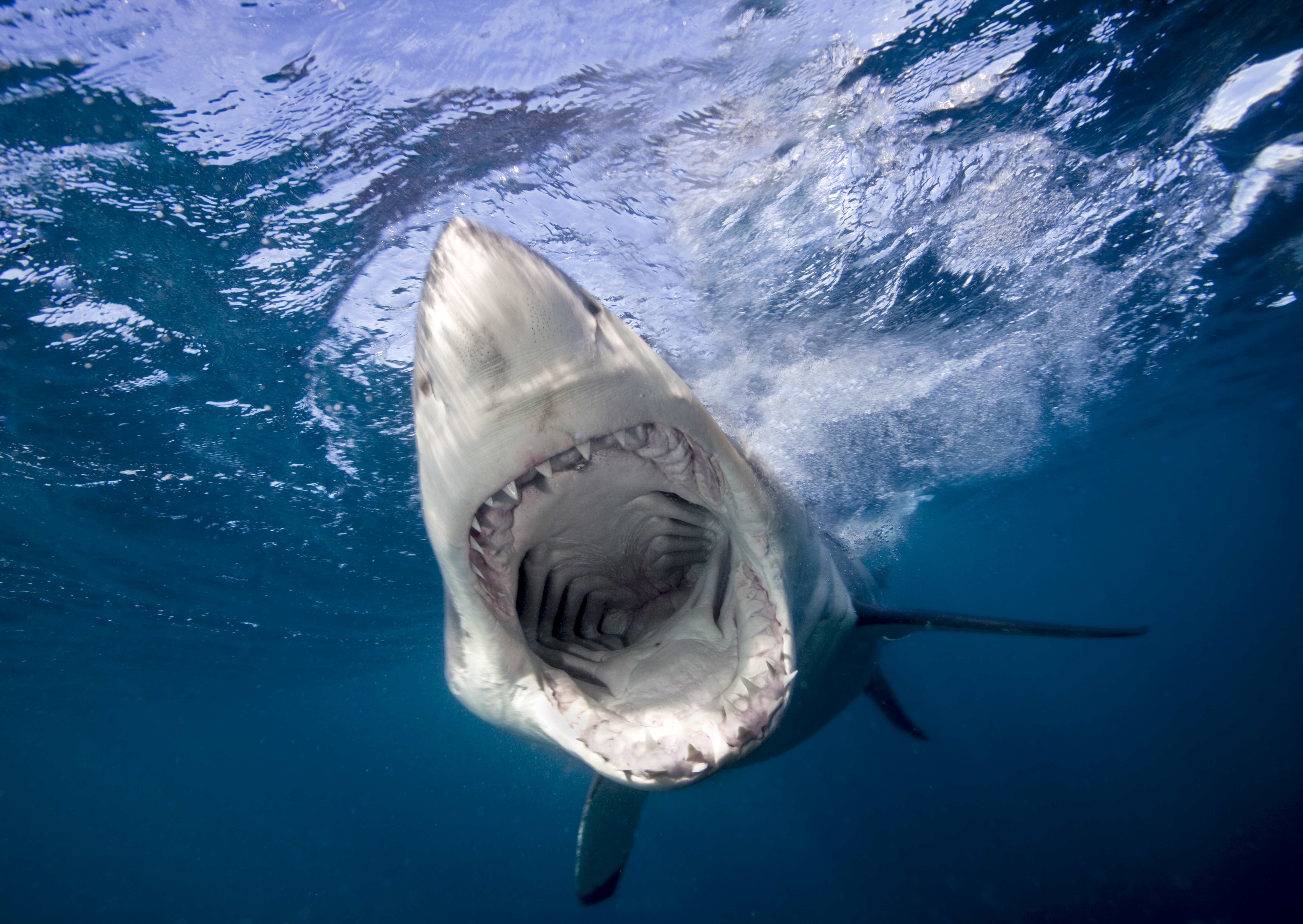 Underwater view of Great White Shark (Carcharodon Carcharias), North Neptune Island, South Australia