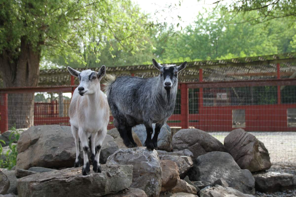 Goats at Colasanti's Tropical Gardens.