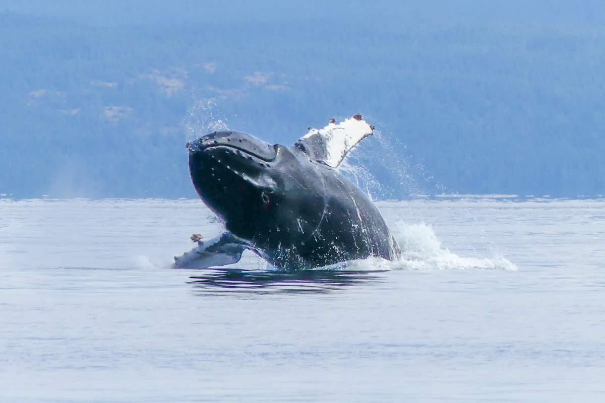 Rope can be seen wrapped around Vector when he was sighted in the Salish Sea.