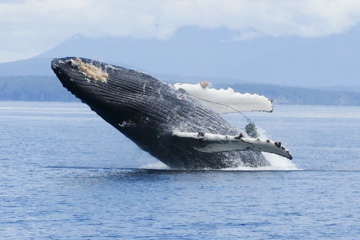 ‘Entangled for a while’: Concern grows about Vector the humpback whale off Vancouver Island