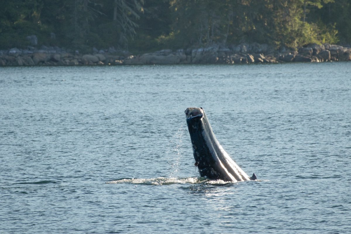 A humpback whale with a severed tail seen swimming near Greenpoint Rapids north of Campbell River on July 10.