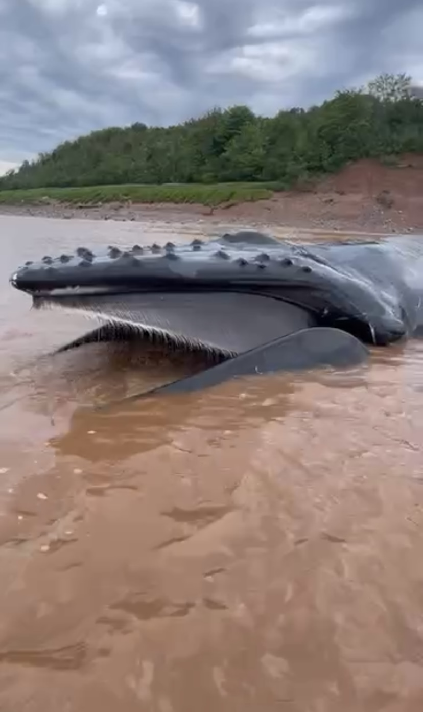 An image of the humpback whale in the Shubenacadie River on Monday.
