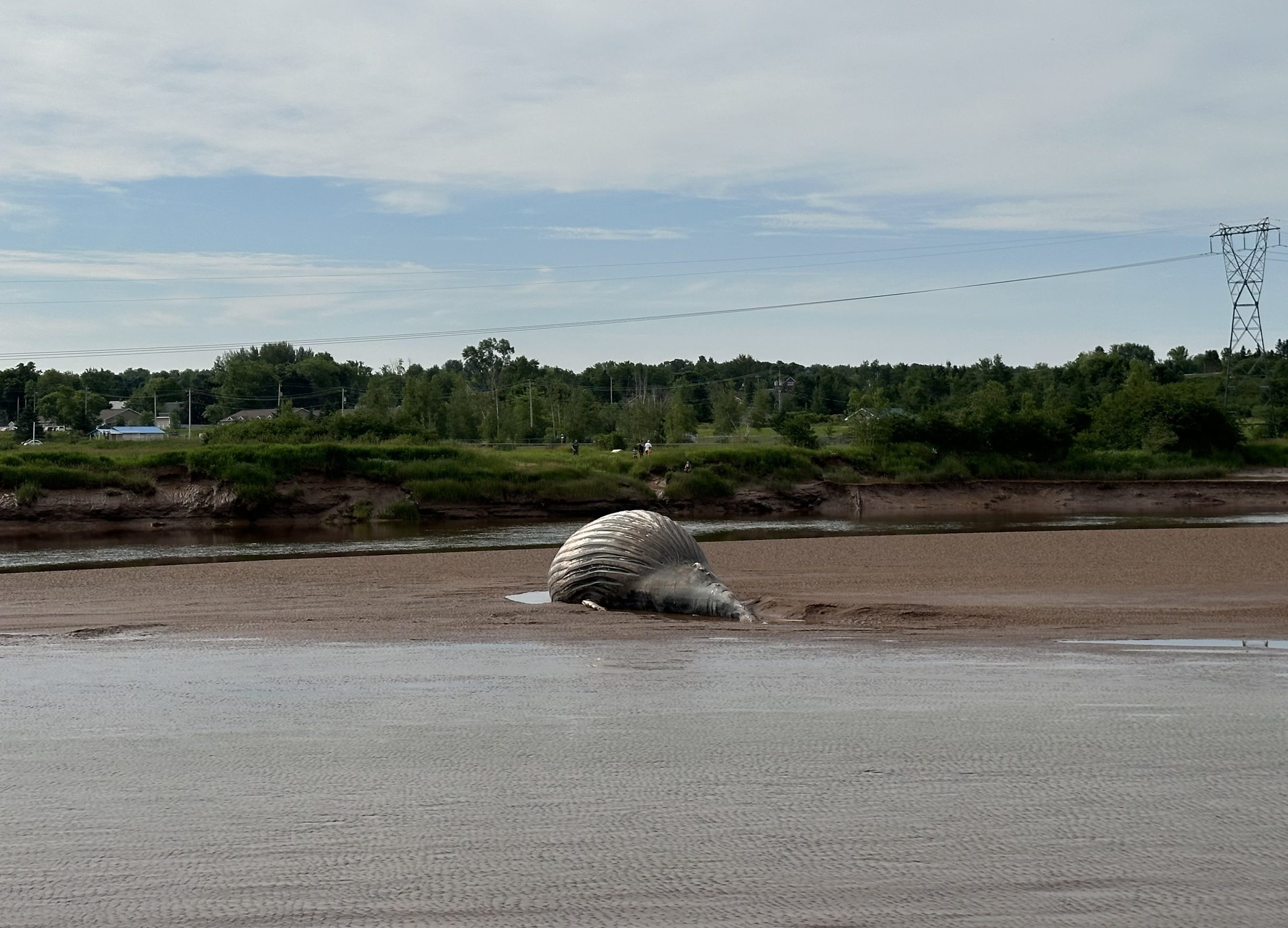 ‘I’ve never seen anything like it’: Dead humpback whale washed up on N.S. shore