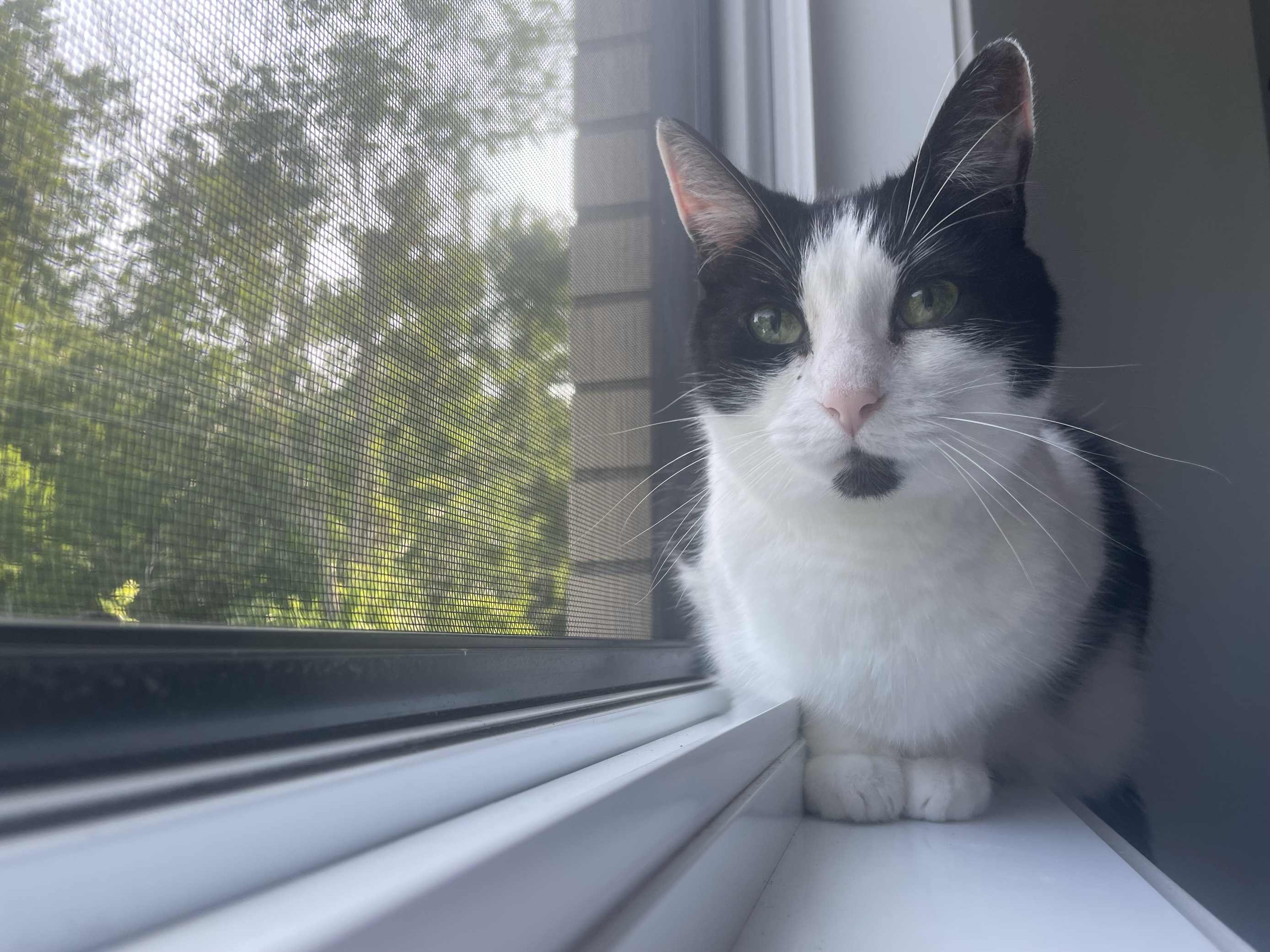 Семейство от Монреал празнува завръщането на отдавна изгубен семеен домашен