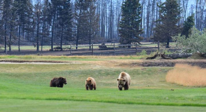 Тъй като много хора в градския район на националния парк