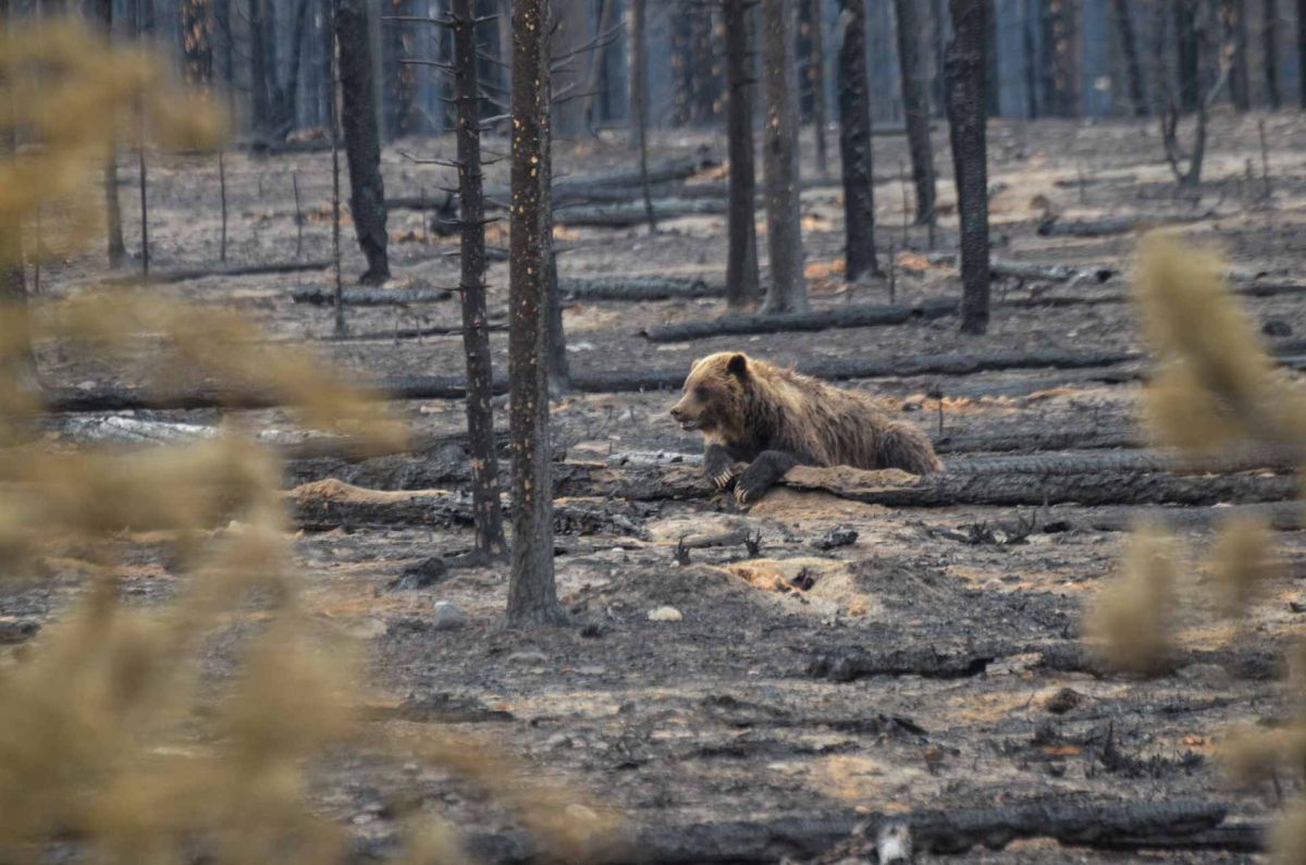 A photo of a bear in Jasper National Park after wildfire caused devastation in the area in July 2024.