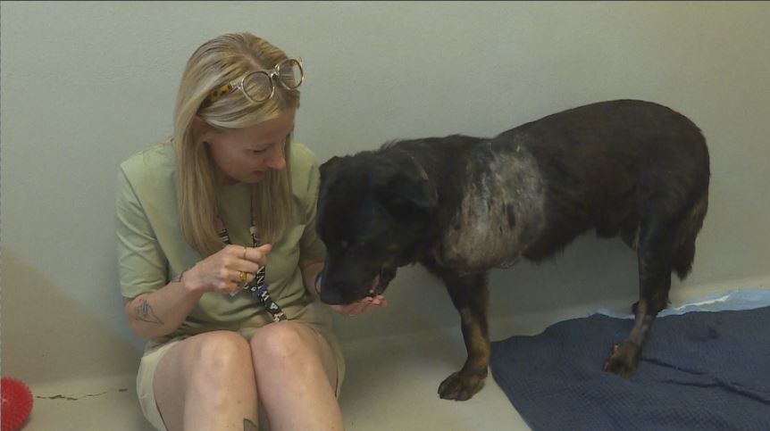 Хуманното общество на Уинипег казва че е трябвало да спре