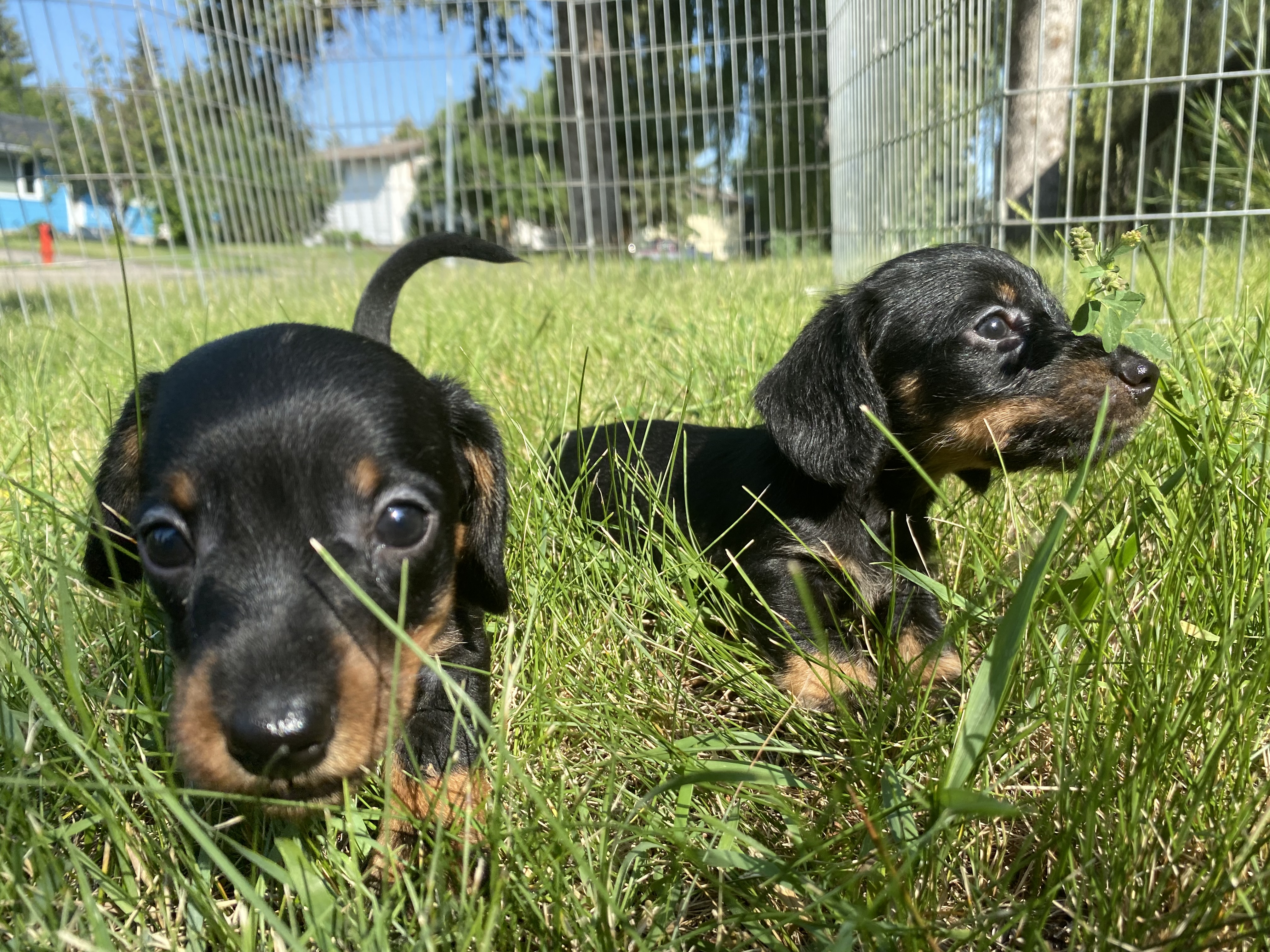 Независимо дали вниманието ви е насочено към симпатичния съименник –