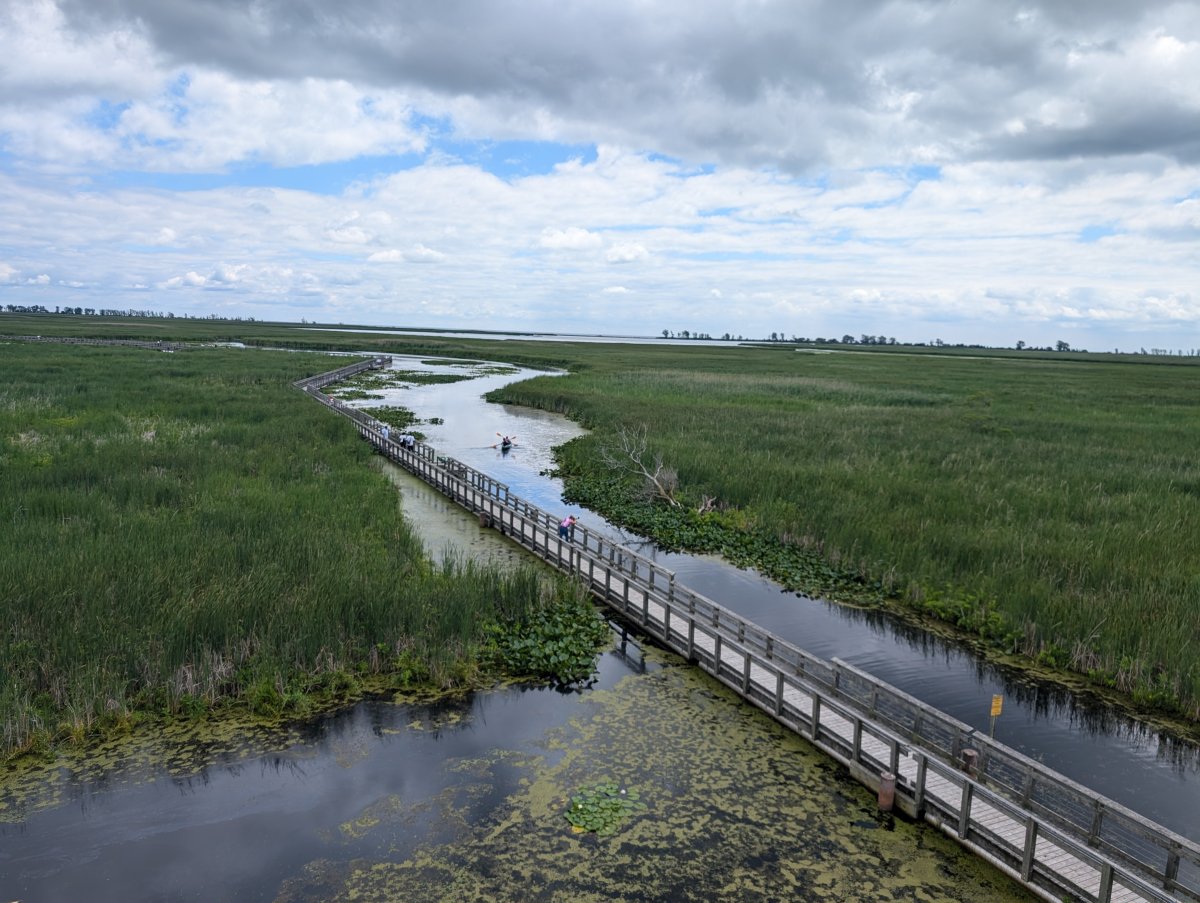 The marsh at Point Pelee.