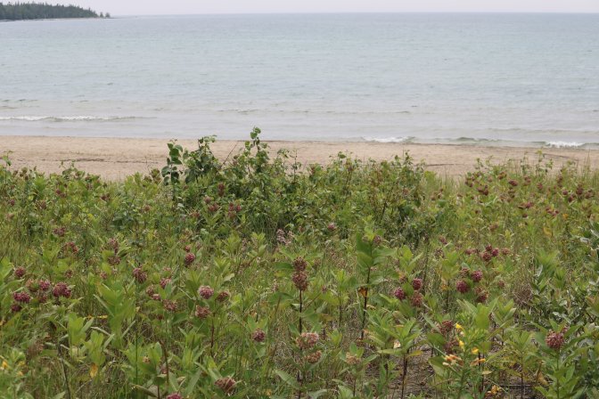 Providence Bay beach on July 8, 2024 Sawyer Bogdan Global News