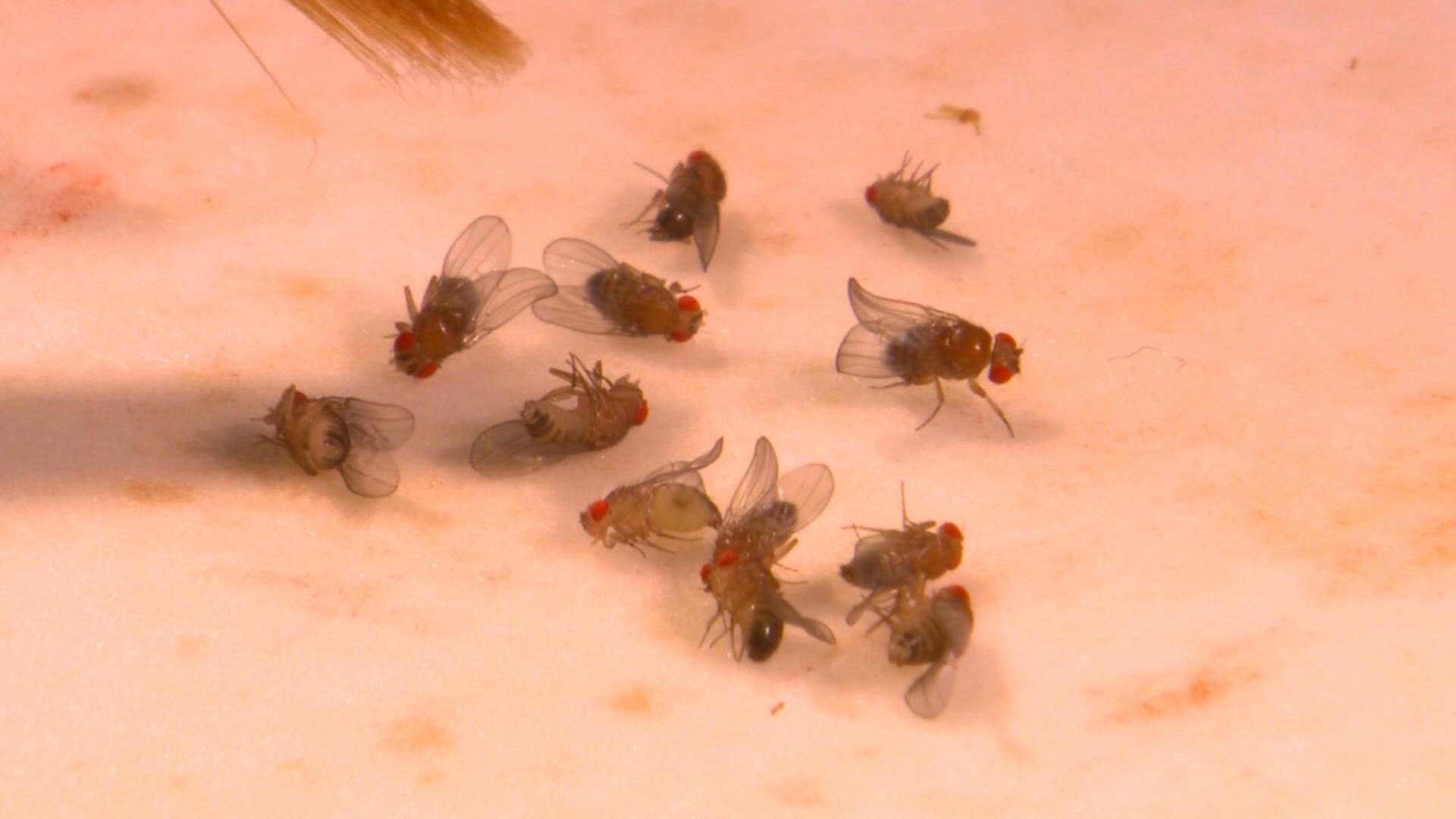 Една малка муха може да има голямо влияние върху изследванията