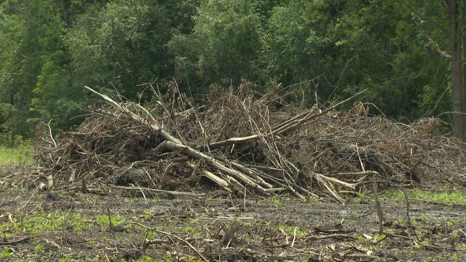 Locals angered by trees cleared from land adjacent to l’Anse-à-l’Orme nature park