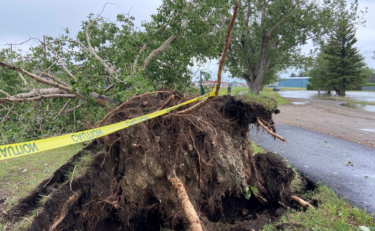 An uprooted tree is seen in the Nanton area on July 1, 2024. The night before, Nanton and other parts of southern Alberta were hit by a powerful summer storm.