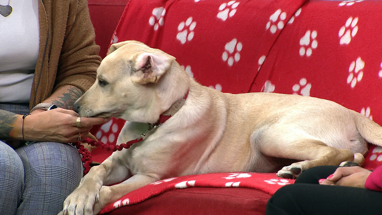 Мишел Наранг от Cochrane and Area Humane Society ни запознава