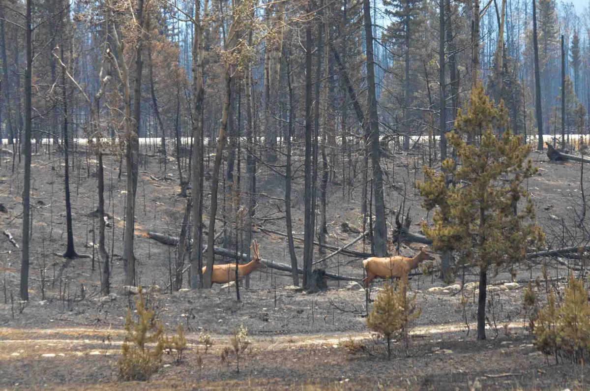 In a series of social media posts on July 28, 2024, officials in Jasper National Park spoke about how wildlife recovers from wildfire.