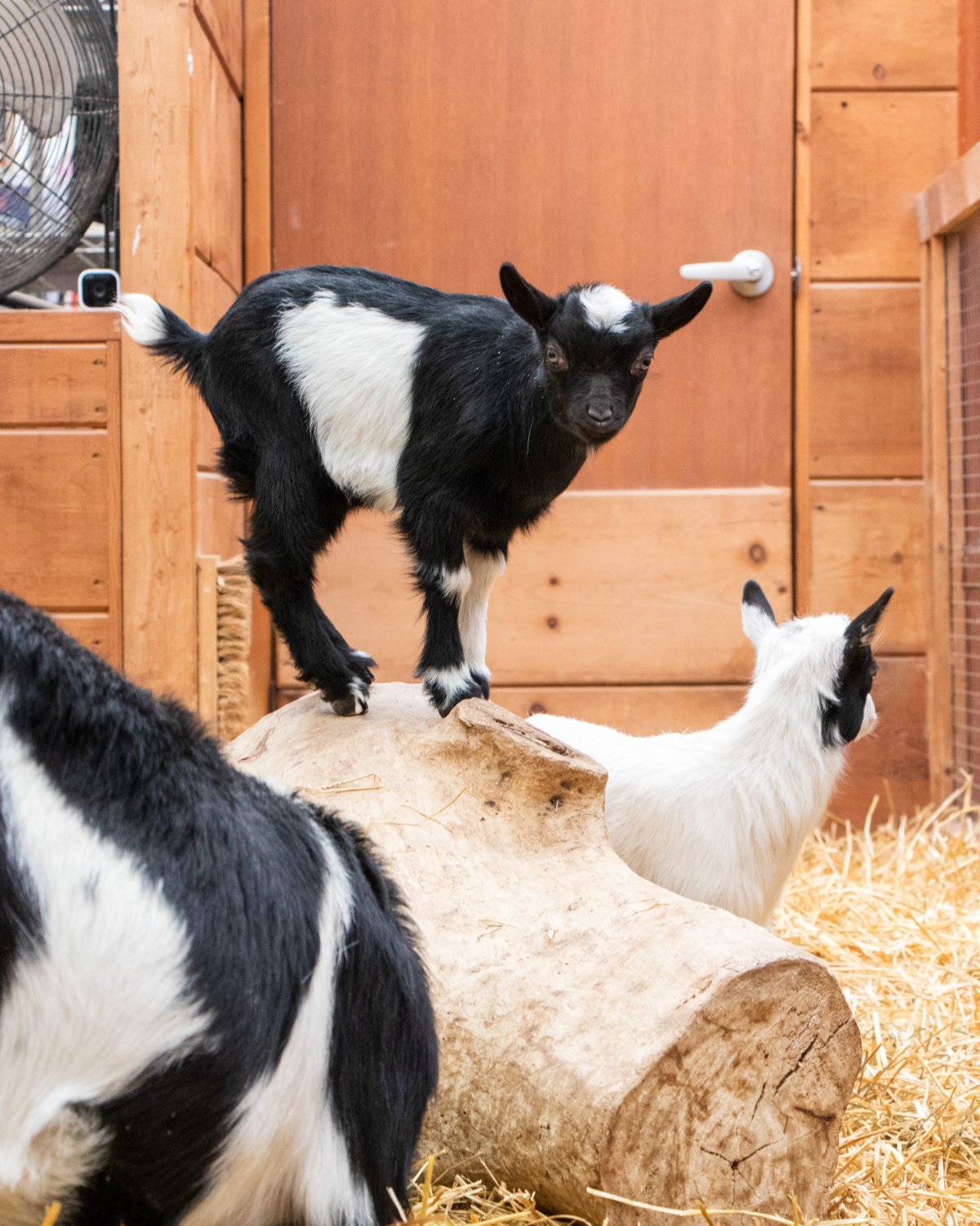 Goats at Colasanti's Tropical Gardens.