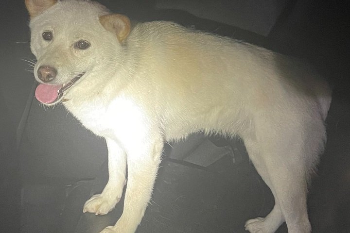 Police officers rescue dog found wandering on highway in Oakville