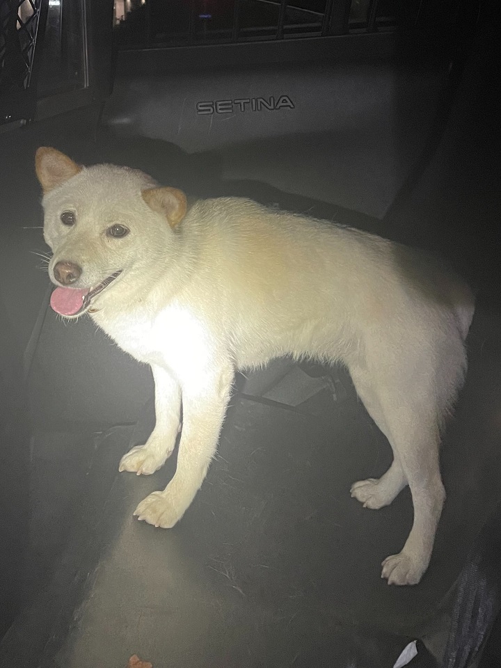 Police officers rescue dog found wandering on highway in Oakville