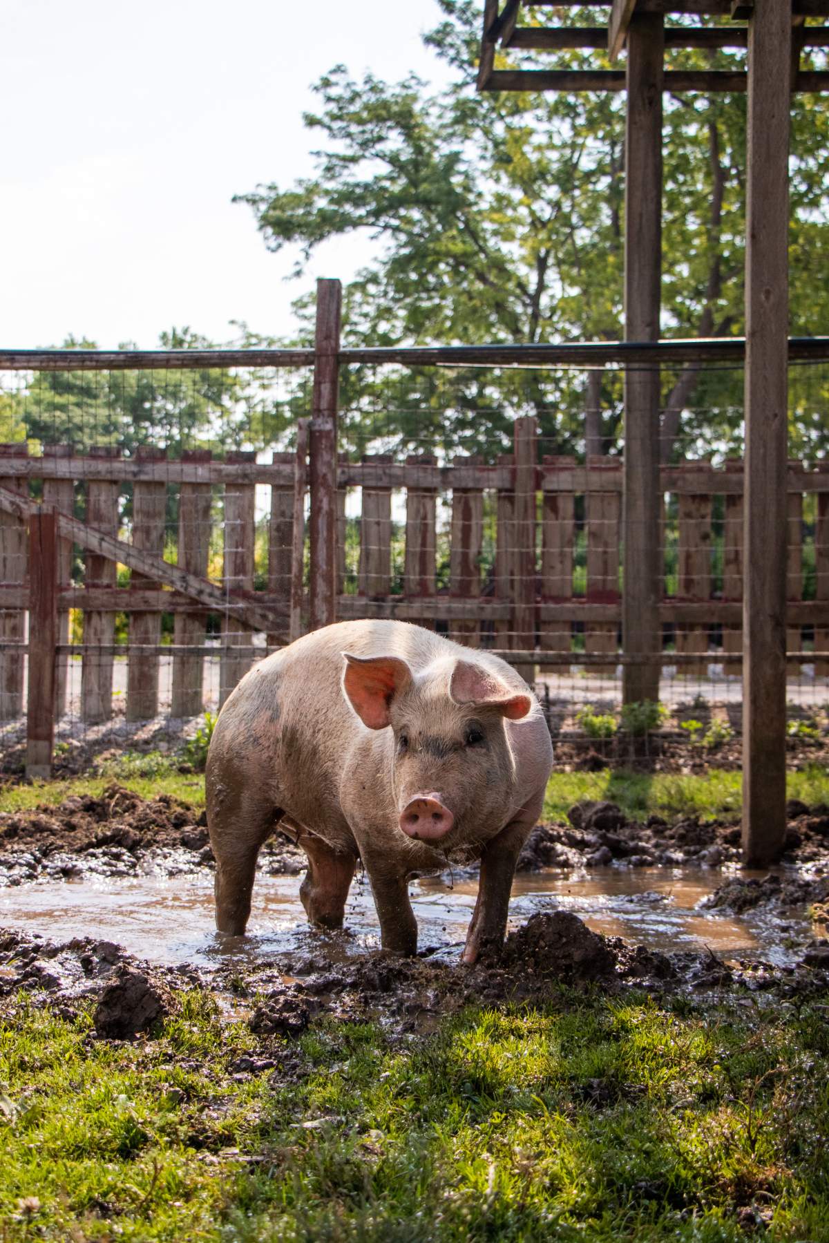 A pig at Colasanti's Tropical Gardens.
